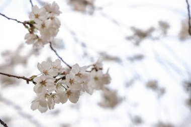 Ağaç dalında kiraz çiçekleri, narinliklerini sergiliyorlar.