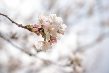 Ağaç dalında kiraz çiçekleri, narinliklerini sergiliyorlar.