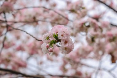 Narin pembe kiraz çiçekleri Yakından çekilir, renklendirir