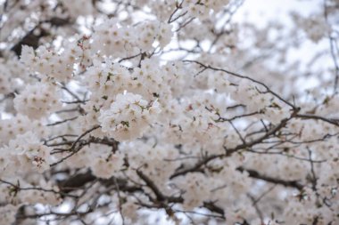 Ağaç dalında kiraz çiçekleri, narinliklerini sergiliyorlar.