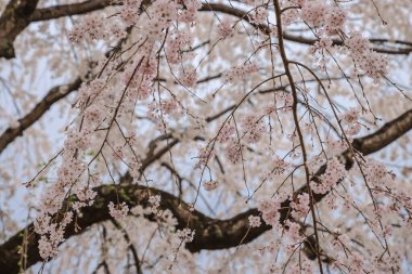 Beyaz çiçeklerle süslenmiş dallar zarif bir şekilde dizilmiş.