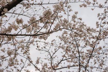 Beyaz çiçeklerle süslenmiş dallar zarif bir şekilde dizilmiş.