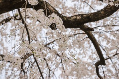 Beyaz çiçeklerle süslenmiş dallar zarif bir şekilde dizilmiş.