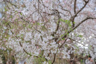 Bereketli kiraz ağaçları ve canlı yeşilliklerle dolu sakin bir yol.