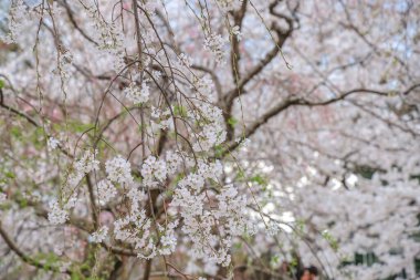 Bereketli kiraz ağaçları ve canlı yeşilliklerle dolu sakin bir yol.