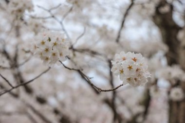 Beyaz çiçeklerle süslenmiş dallar zarif bir şekilde dizilmiş.