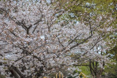 Beyaz çiçeklerle süslenmiş dallar zarif bir şekilde dizilmiş.