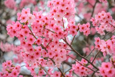 Pembe kiraz çiçekleri bulanık bir arkaplanda çiçek açar.