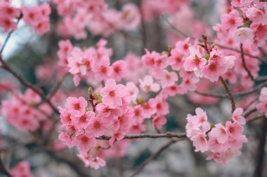Pembe kiraz çiçekleri bulanık bir arkaplanda çiçek açar.