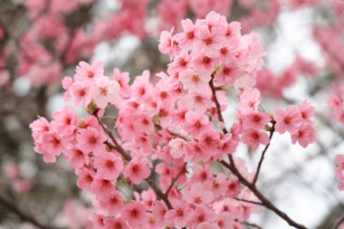 Pembe kiraz çiçekleri bulanık bir arkaplanda çiçek açar.