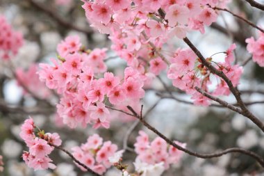 Pembe kiraz çiçekleri bulanık bir arkaplanda çiçek açar.