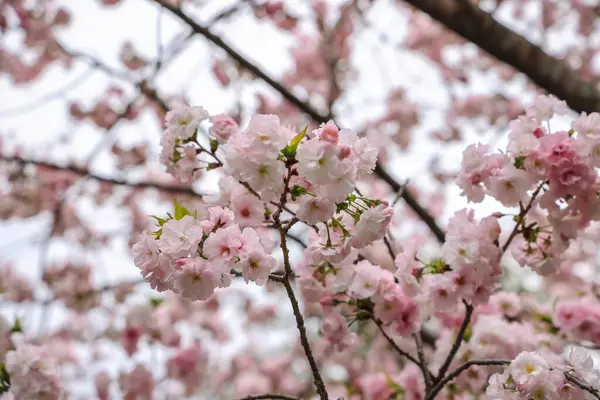 Narin pembe kiraz çiçekleri Yakından çekilir, renklendirir