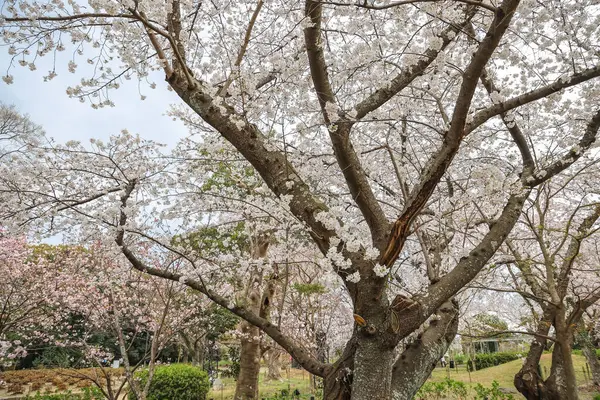Bereketli kiraz ağaçları ve canlı yeşilliklerle dolu sakin bir yol.