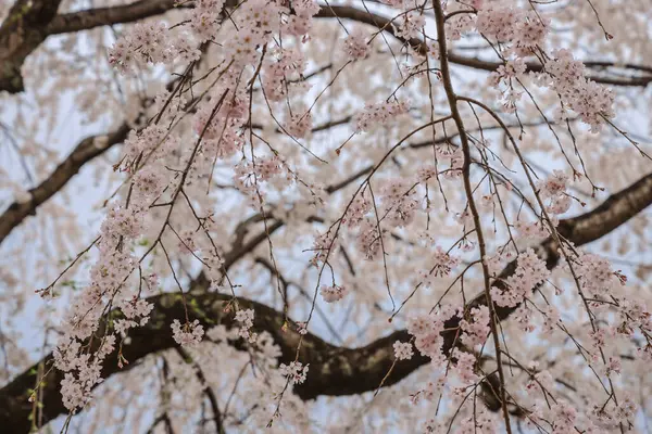 Beyaz çiçeklerle süslenmiş dallar zarif bir şekilde dizilmiş.