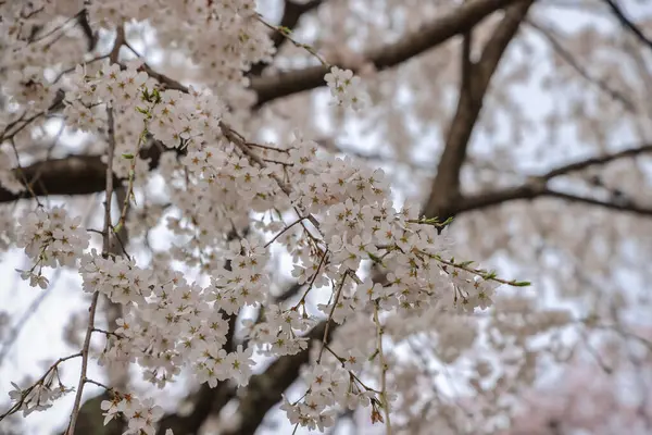 Beyaz çiçeklerle süslenmiş dallar zarif bir şekilde dizilmiş.