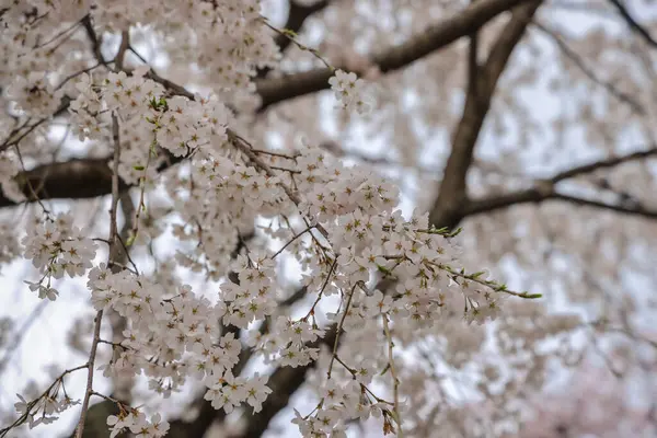 Beyaz çiçeklerle süslenmiş dallar zarif bir şekilde dizilmiş.