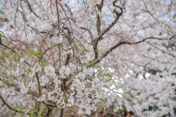 Bereketli kiraz ağaçları ve canlı yeşilliklerle dolu sakin bir yol.