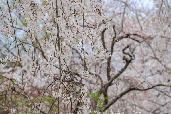 Bereketli kiraz ağaçları ve canlı yeşilliklerle dolu sakin bir yol.