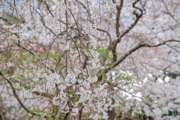Bereketli kiraz ağaçları ve canlı yeşilliklerle dolu sakin bir yol.