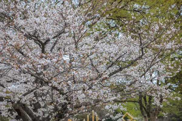 Beyaz çiçeklerle süslenmiş dallar zarif bir şekilde dizilmiş.