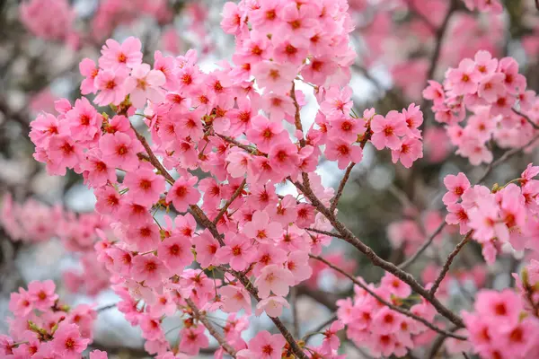 Pembe kiraz çiçekleri bulanık bir arkaplanda çiçek açar.