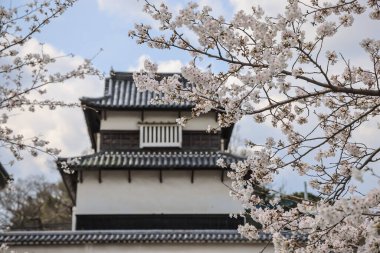 Tarihi Japon kalesi güzel kiraz ağaçları ile çevrili.