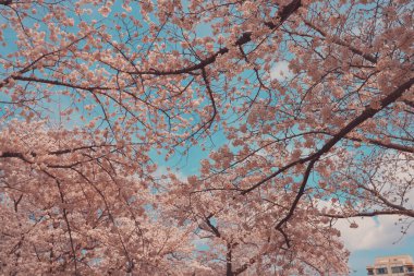 Tomurcuklanan kiraz ağacı dalları beyaz çiçekleri