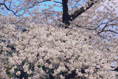 Tomurcuklanan kiraz ağacı dalları beyaz çiçekleri