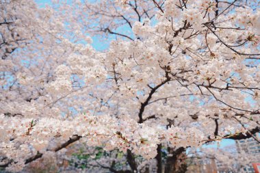 Tomurcuklanan kiraz ağacı dalları beyaz çiçekleri