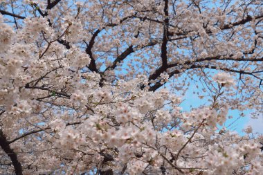 Tomurcuklanan kiraz ağacı dalları beyaz çiçekleri