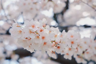 Narin kiraz çiçekleri tam çiçeklendiğinde ruhu yakalar.