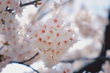 Narin kiraz çiçekleri tam çiçeklendiğinde ruhu yakalar.