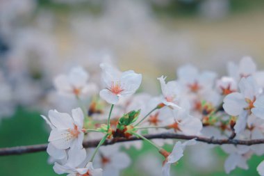 Narin kiraz çiçekleri tam çiçeklendiğinde ruhu yakalar.