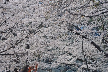 Narin kiraz çiçekleri tam çiçeklendiğinde ruhu yakalar.