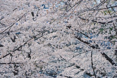 Narin kiraz çiçekleri tam çiçeklendiğinde ruhu yakalar.