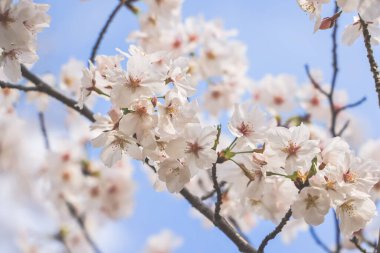 Beyaz kiraz çiçeklerinin parlak mavi gökyüzüne uzanan görüntüsü.