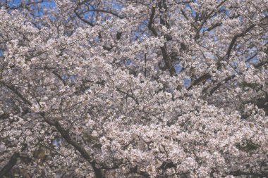 Ağaç dallarında serpilen kiraz çiçekleri, dingin mavi gökyüzü