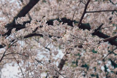 Narin kiraz çiçekleri tam çiçeklendiğinde ruhu yakalar.