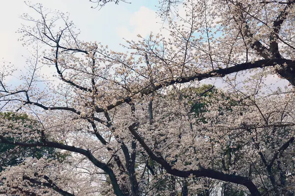 Çiçek açmış kiraz ağacının büyüleyici manzarası