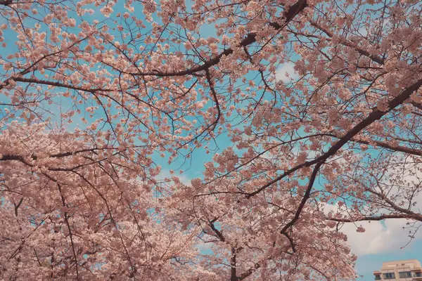 Tomurcuklanan kiraz ağacı dalları beyaz çiçekleri