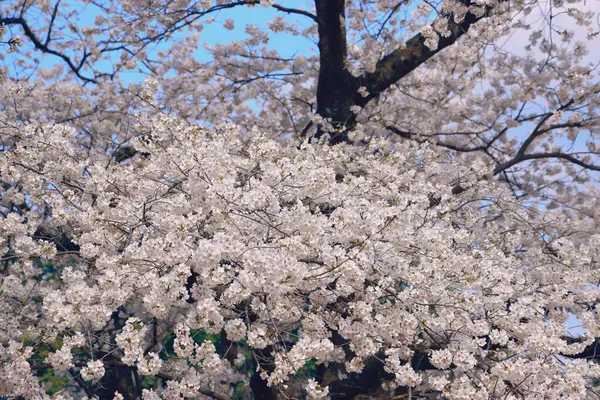 Tomurcuklanan kiraz ağacı dalları beyaz çiçekleri