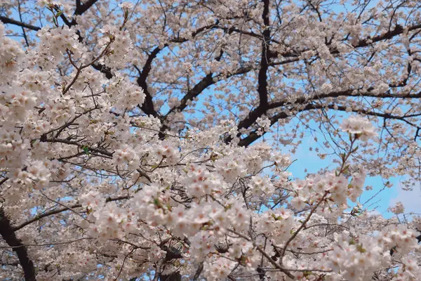 Tomurcuklanan kiraz ağacı dalları beyaz çiçekleri