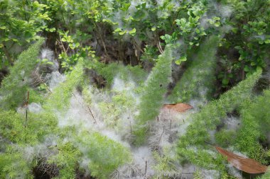 Hassas beyaz pamuk benzeri ağ canlı yeşil bitkileri kaplıyor.