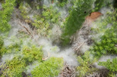 Hassas beyaz pamuk benzeri ağ canlı yeşil bitkileri kaplıyor.