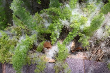 Hassas beyaz pamuk benzeri ağ canlı yeşil bitkileri kaplıyor.
