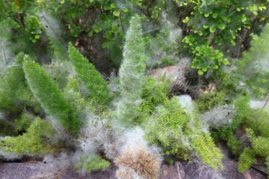 Hassas beyaz pamuk benzeri ağ canlı yeşil bitkileri kaplıyor.