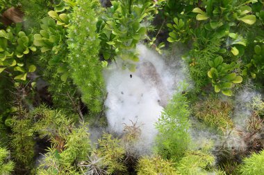 Hassas beyaz pamuk benzeri ağ canlı yeşil bitkileri kaplıyor.