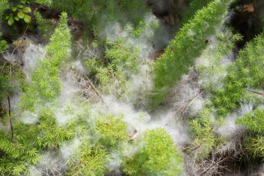 Hassas beyaz pamuk benzeri ağ canlı yeşil bitkileri kaplıyor.