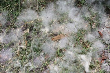 Hassas beyaz pamuk benzeri ağ canlı yeşil bitkileri kaplıyor.