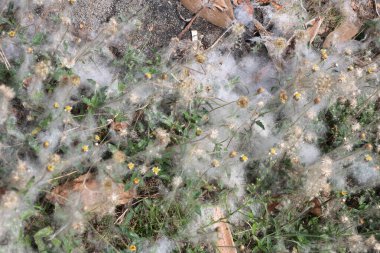 Hassas beyaz pamuk benzeri ağ canlı yeşil bitkileri kaplıyor.